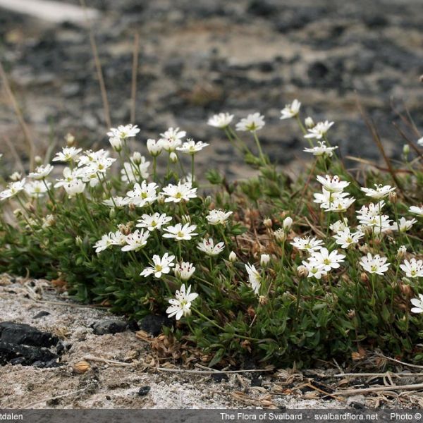 Stellaria longipes s. lat.