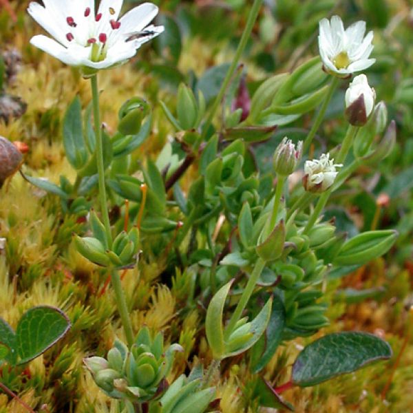 Stellaria longipes whole full