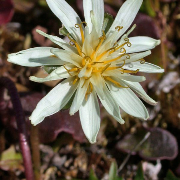 Taraxacum arcticum close full