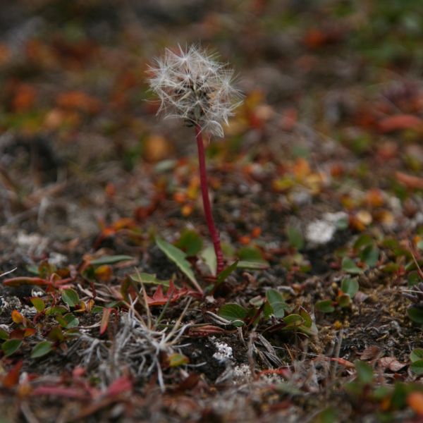 Taraxacum arcticum seeds IGA