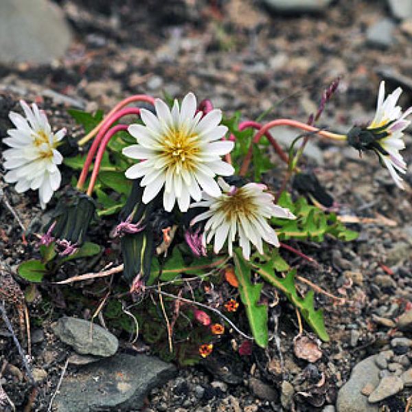 Taraxacum arcticum whole big