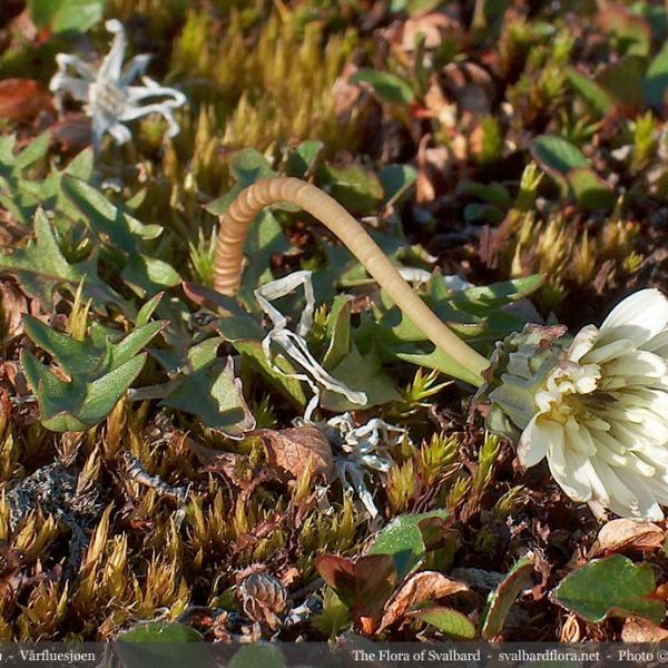 Taraxacum arcticum whole full