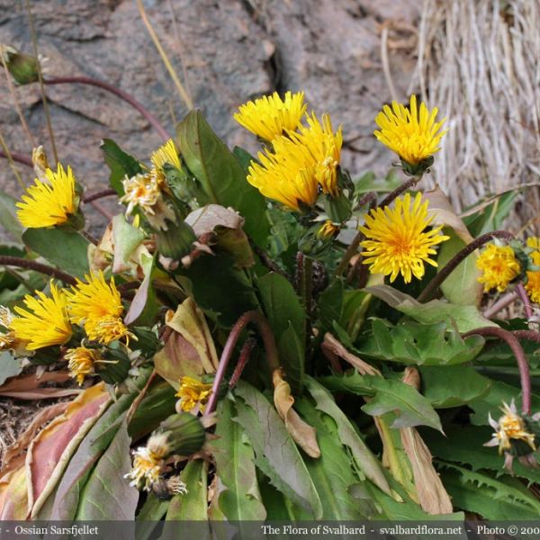 Taraxacum brachyceras 2 full