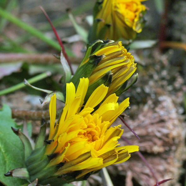 Taraxacum brachyceras close full