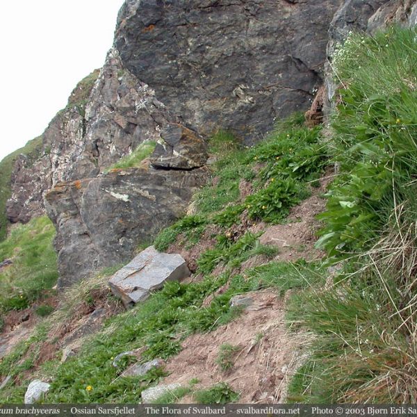 Taraxacum brachyceras place full