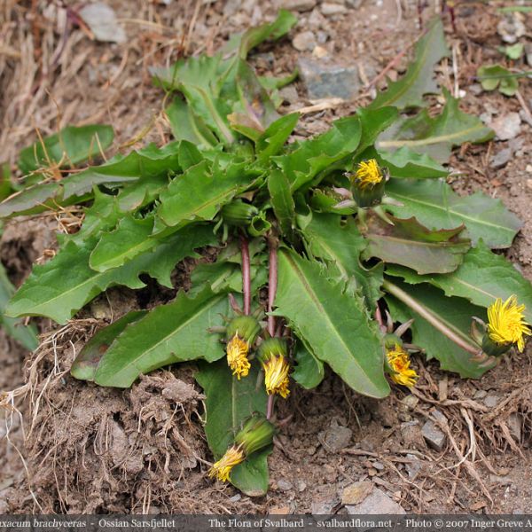 Taraxacum brachyceras