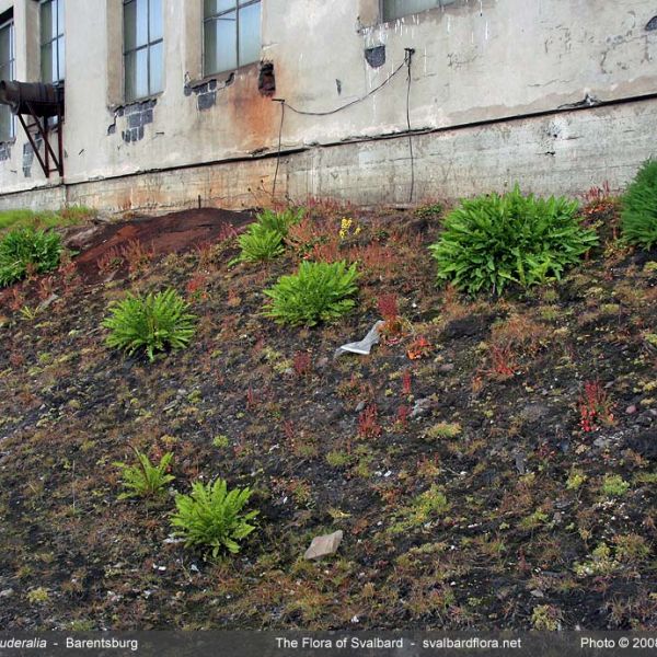 Taraxacum ruderalia place full