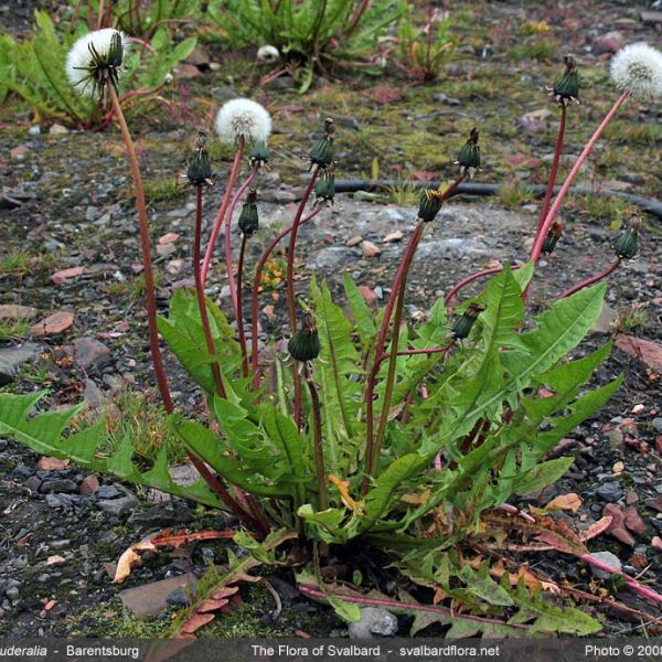 Taraxacum sect. Ruderalia