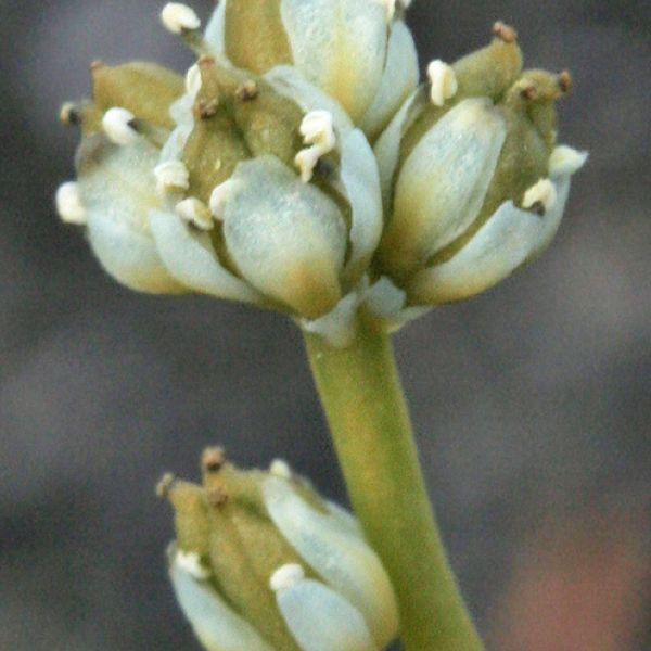 Tofieldia pusilla close full