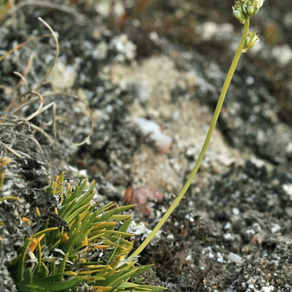 Tofieldia pusilla whole full