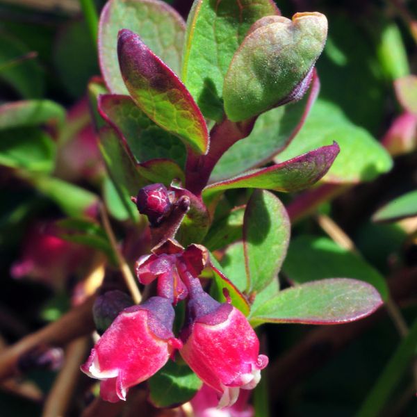 Vaccinium uliginosum microphyllum 1 full