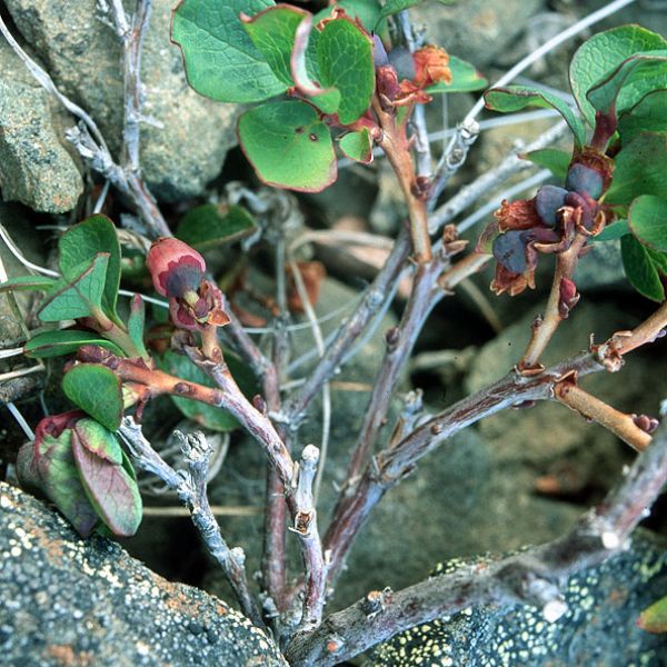 Vaccinium uliginosum microphyllum close full