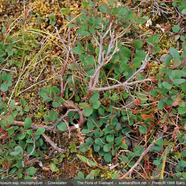 Vaccinium uliginosum microphyllum whole full