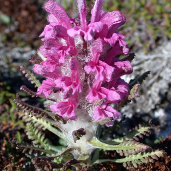 pedicularis dasyantha extra2